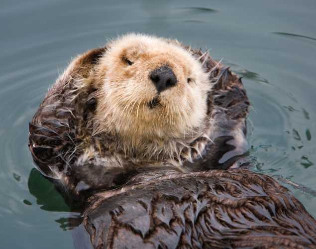 southern sea otter grooming