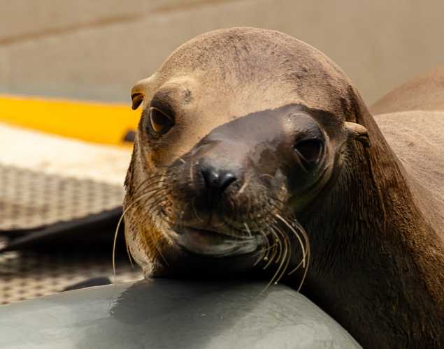 California sea lion Sname