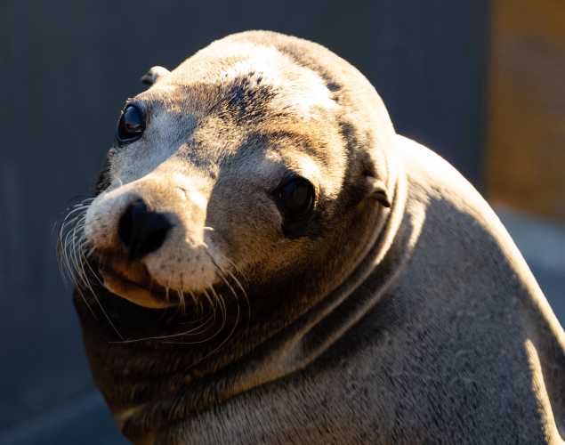 California sea lion Carmen