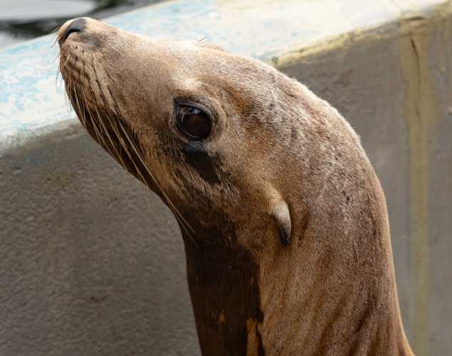 sea lion named pickles