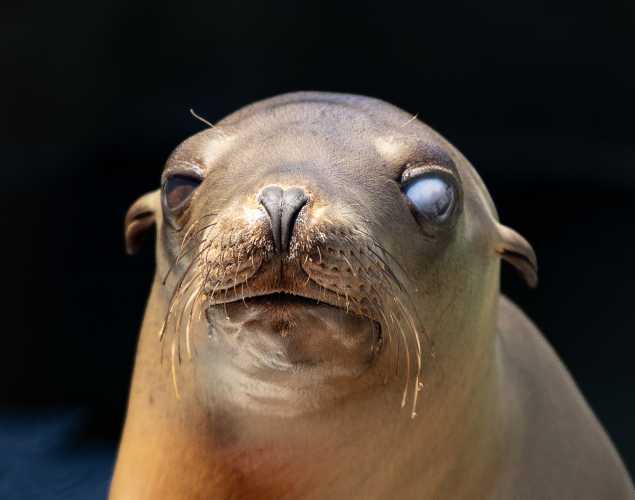 California sea lion Potash