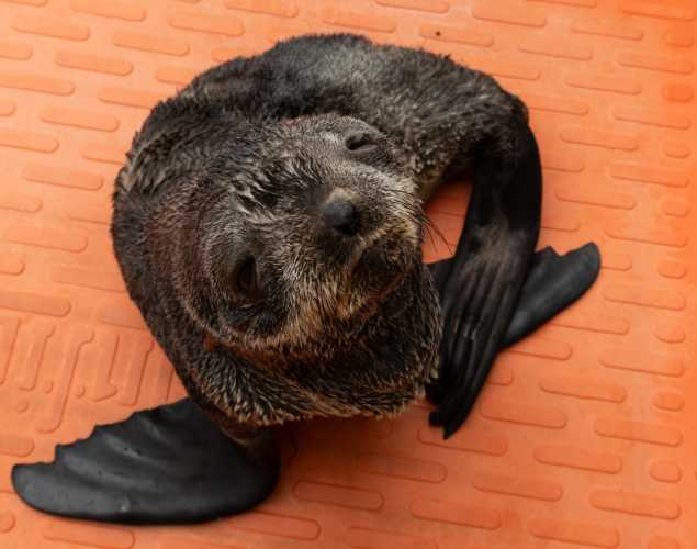 wallaby northern fur seal