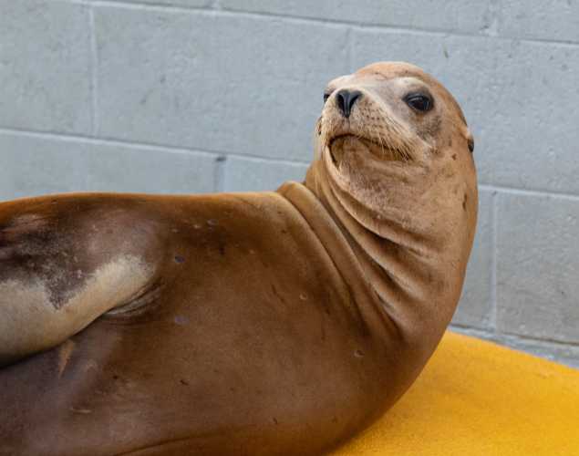 california sea lion cupcake