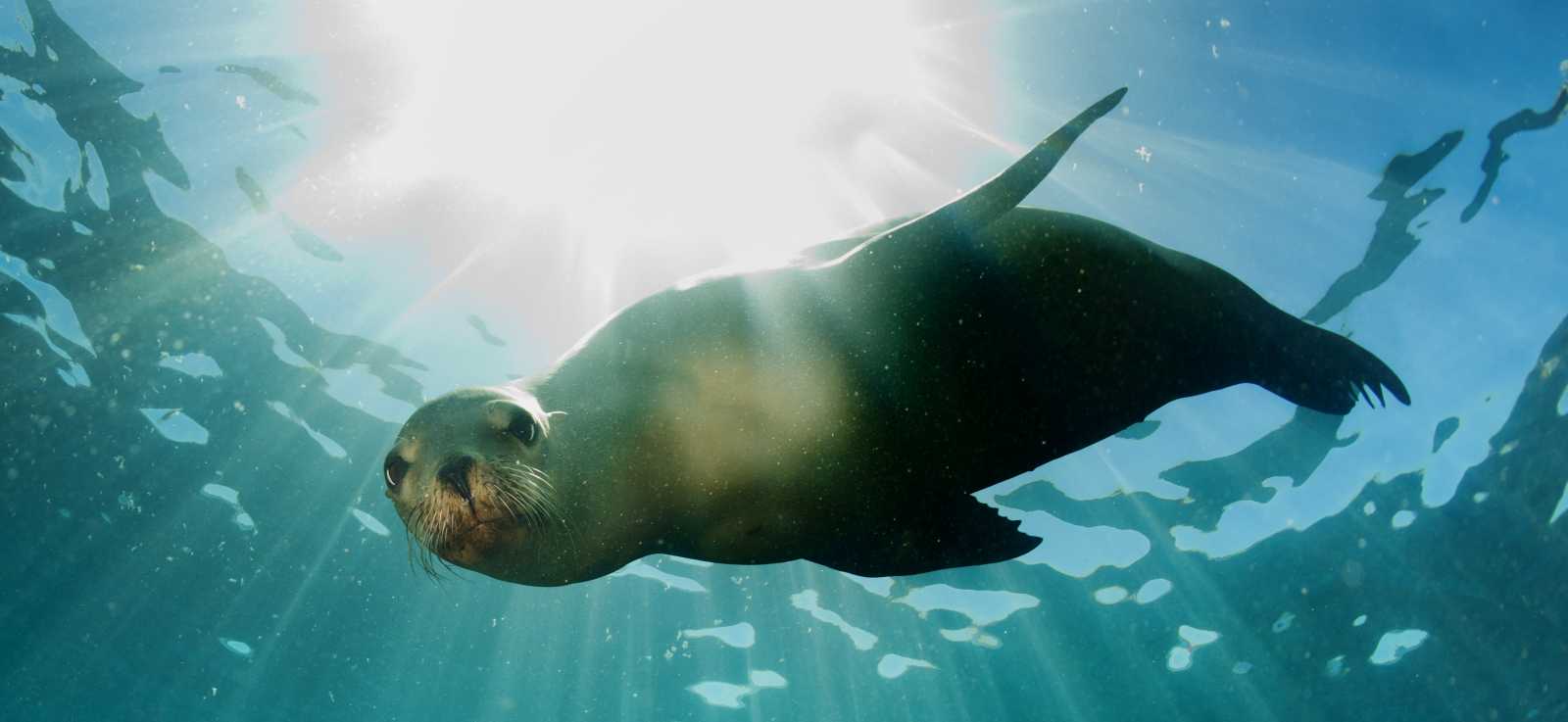 California sea lion underwater