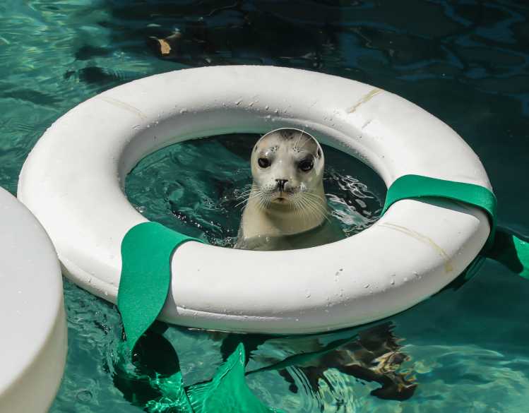 harbor seal floating inside a life preserver enrichment device