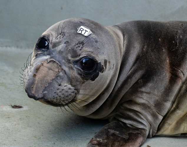 northern elephant seal Tui