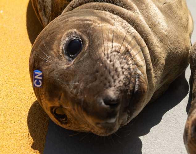 northern elephant seal Genevieve