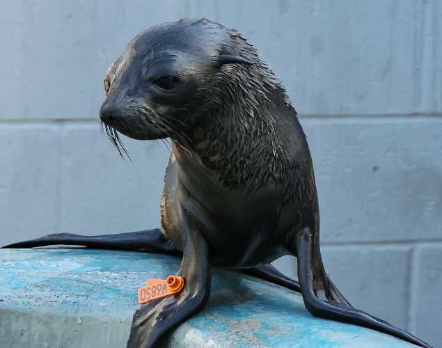 Guadalupe fur seal Chariot