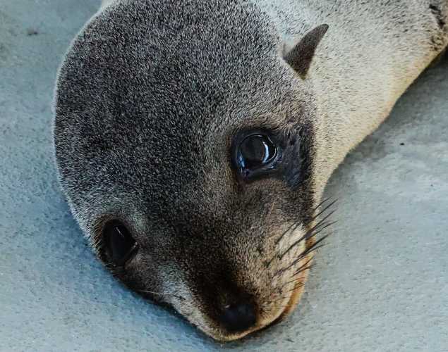 Guadalupe fur seal Massam