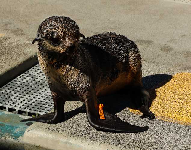 northern fur seal Drift