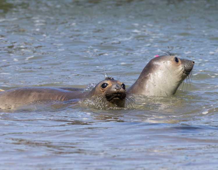 Two elephant seals swim in the ocean, one with a satellite tag on its head.