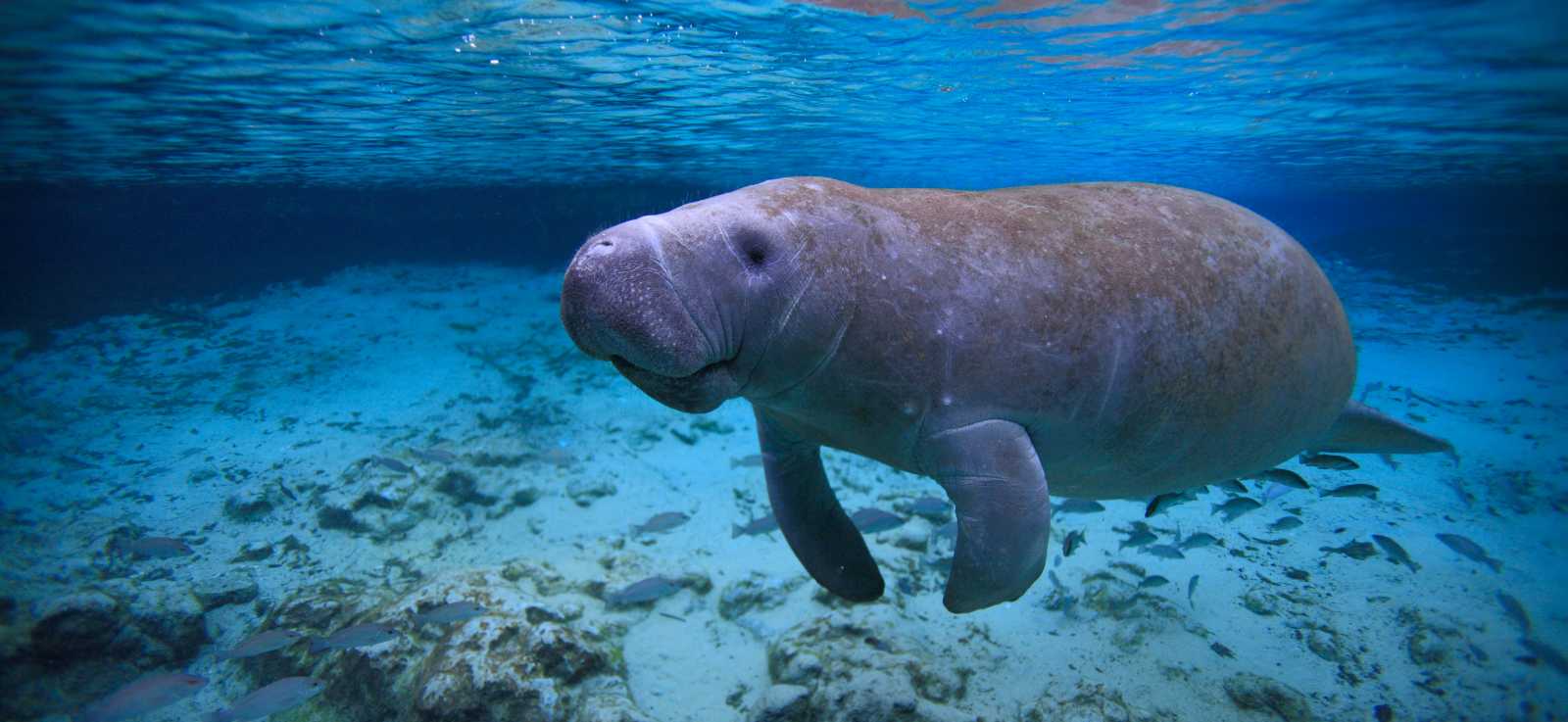 manatee in shallow blue water