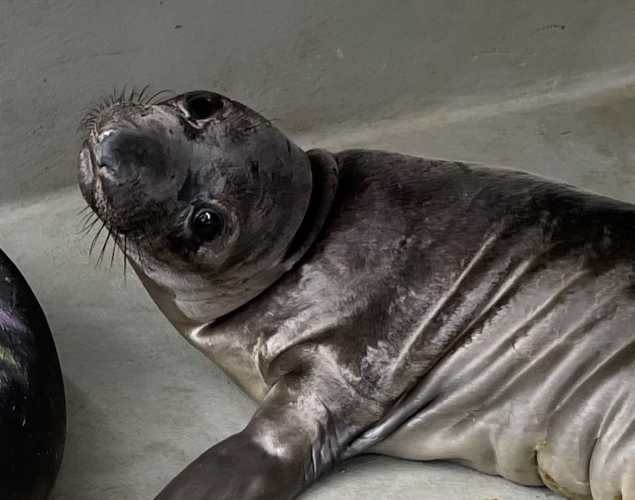 elephant seal Seismic