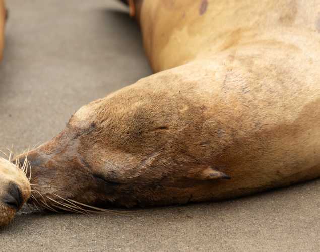 highjump california sea lion