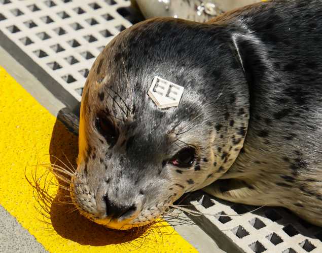 harbor seal Bigsher