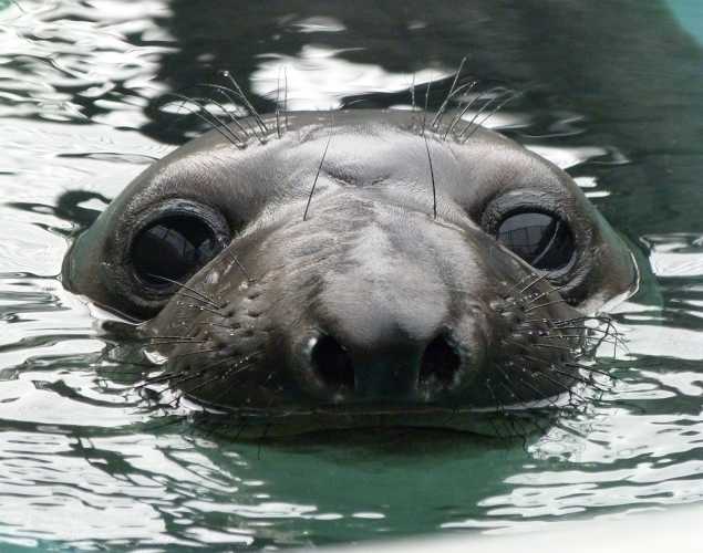 northern elephant seal Gibson