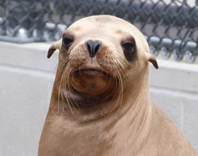 California sea lion Podrick