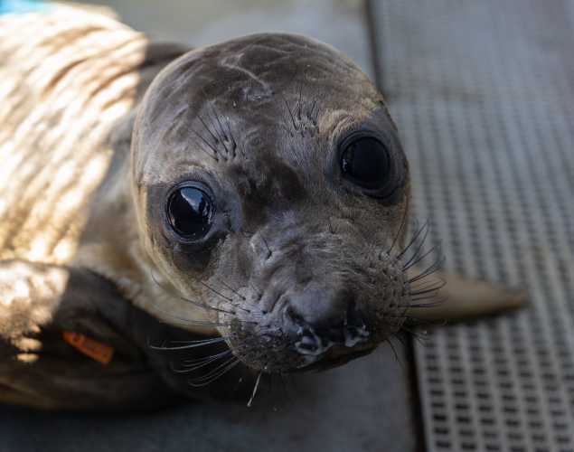 northern elephant seal Shalomar