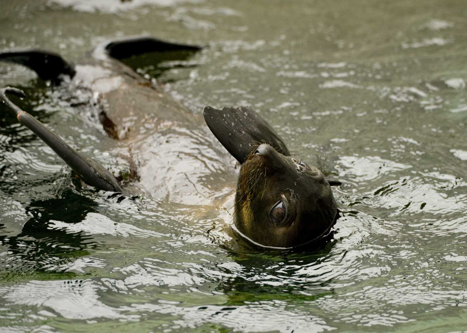 Guadalupe fur seal patient Snaggle