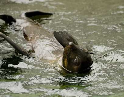 Guadalupe fur seal patient Snaggle