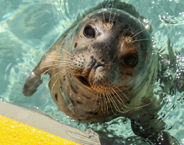 harbor seal Creampuff