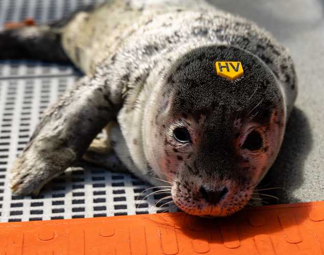 harbor seal Savant