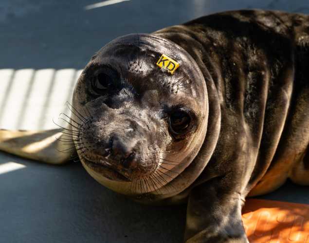 northern elephant seal Yeehaw