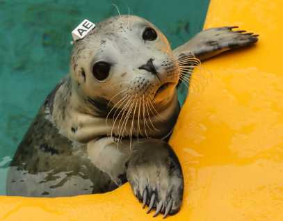 harbor seal Amonita