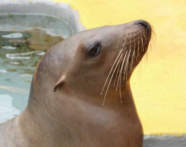California sea lion Chillin
