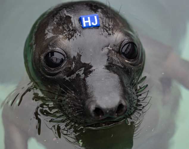 northern elephant seal Heidibeth
