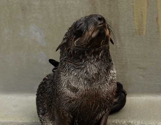 Northern fur seal