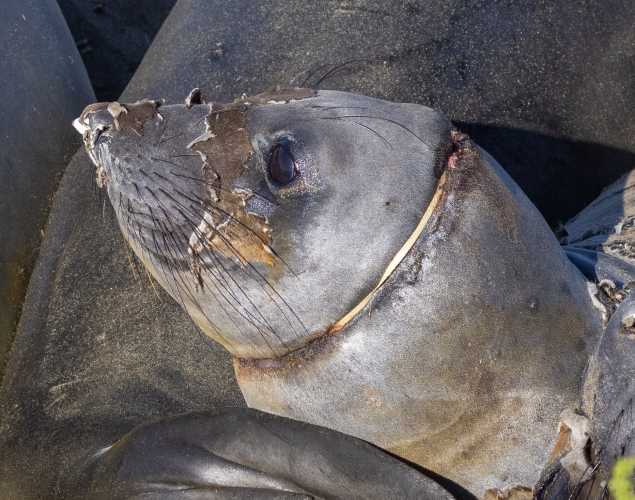 northern elephant seal Necklace