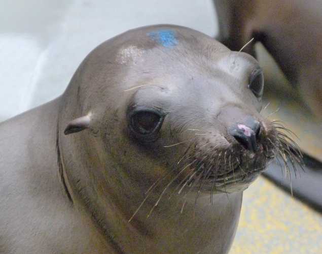 California sea lion Freeble
