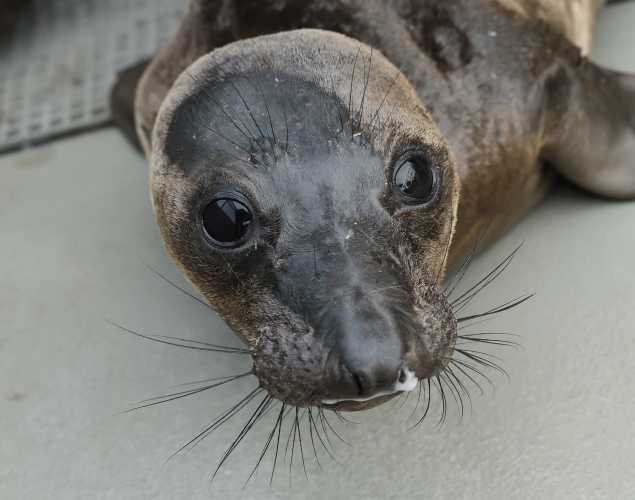 northern elephant seal Stimple