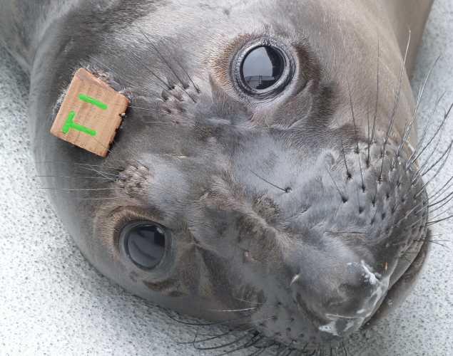 northern elephant seal Leche