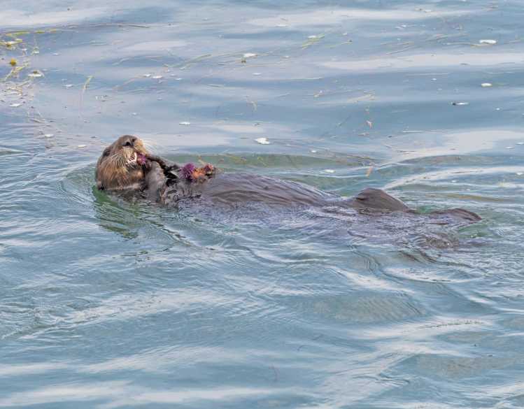 A sea otter floats in the water eating purple sea urchins.