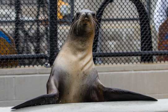 California sea lion patient Argus