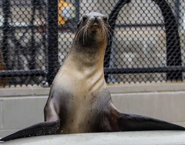 California sea lion patient Argus