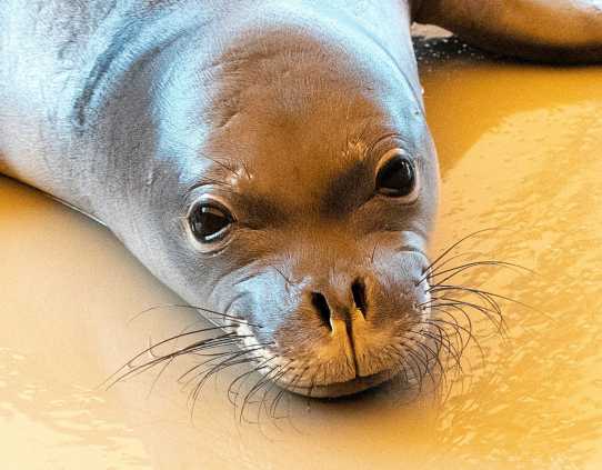 Hawaiian monk seal Sole