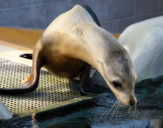 California sea lion Perch
