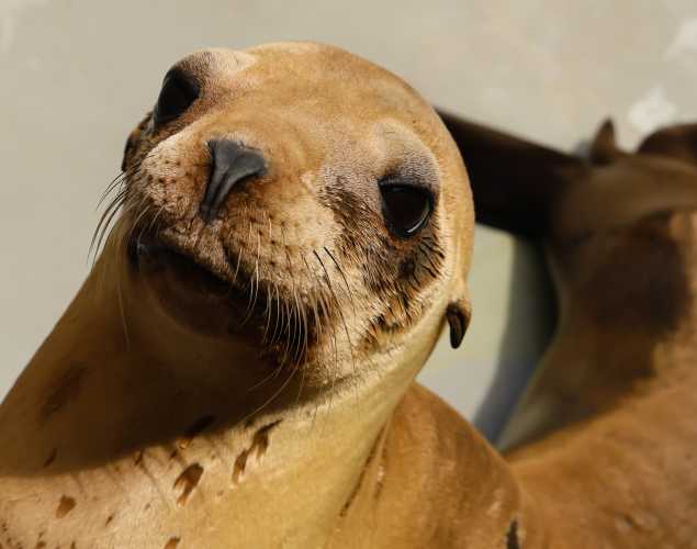 California sea lion Margarita