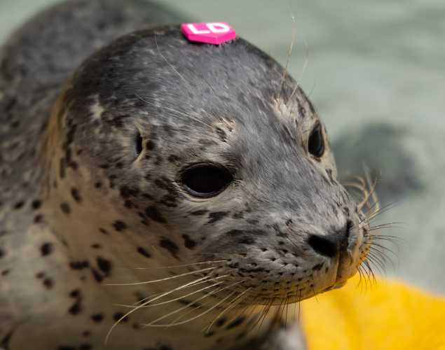 harbor seal Deeday