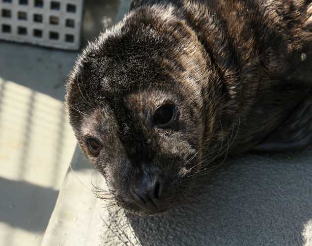 harbor seal Posie