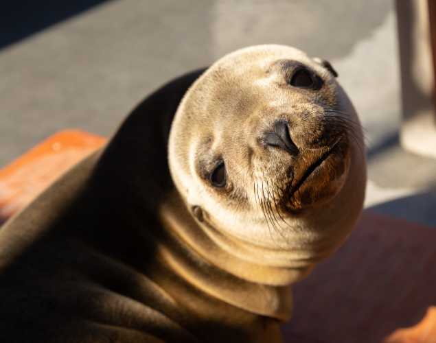 California sea lion Pixy