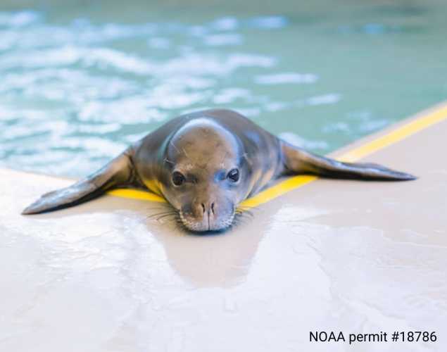 Hawaiian monk seal pup in care at the marine mammal center 