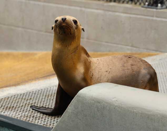 California sea lion Snare
