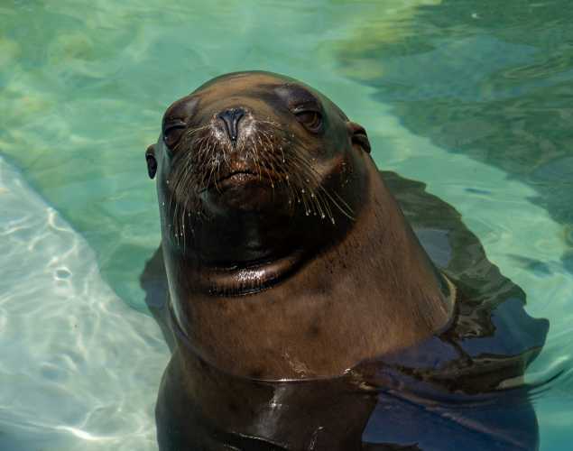 California sea lion Invictus
