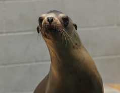 California sea lion Chai