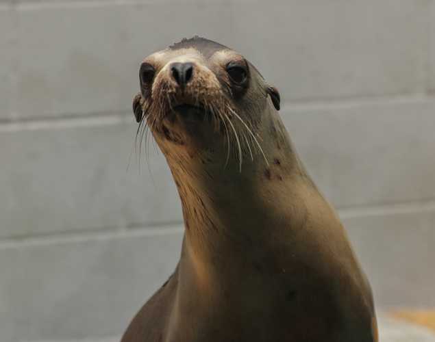 California sea lion Chai