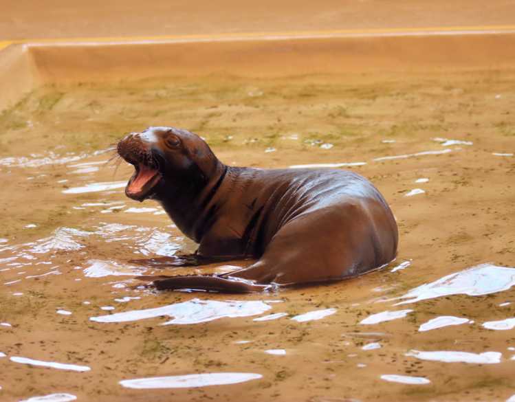 A rehabilitating newborn Hawaiian monk seal pup swims in a shallow pool of water.